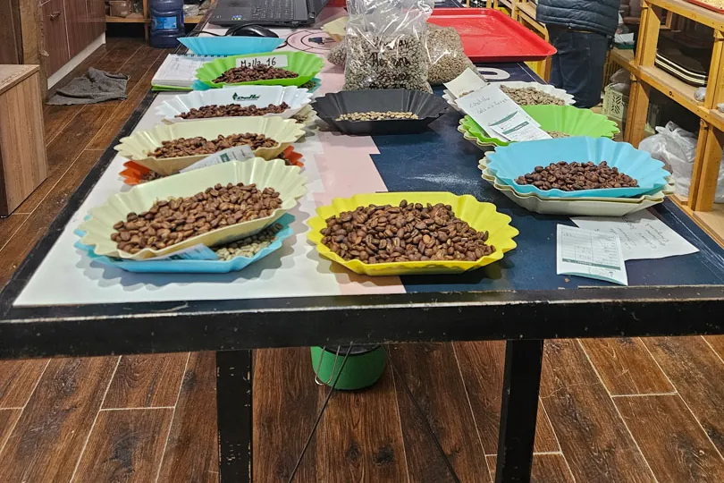 Cupping table in the laboratory, with trays of beans and cups.