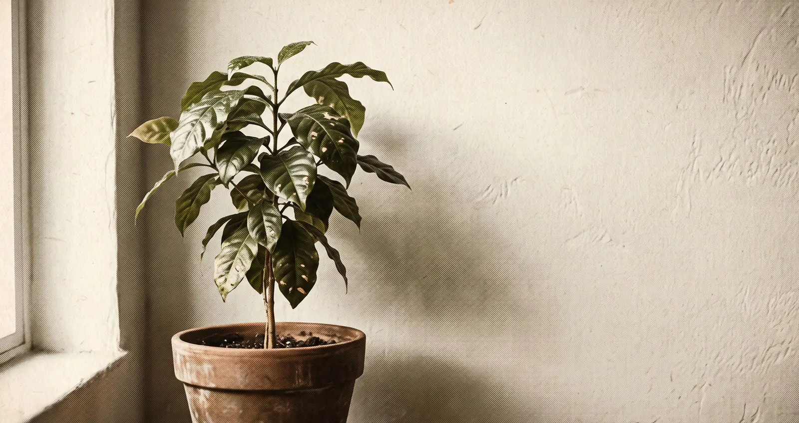 Young coffee plant in a terracotta pot by a window
